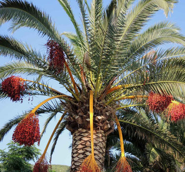 Dattelsirup BIO