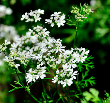Korianderblüten 