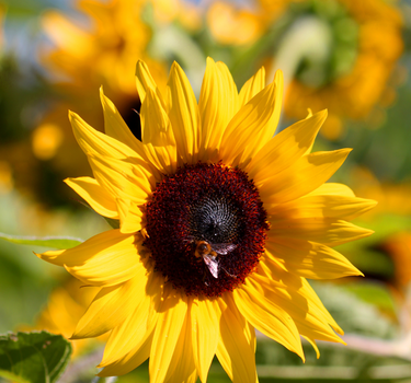 Sonnenblume, Sonnenblumenhonig