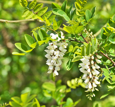 Akazienhonig, BIO