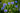 Blau blühende Kornblumen auf einer Wiese