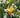 Weiße Orangenblüten und eine reife Orange an einem Orangenbaum