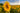 Blühendes Sonnenblumenfeld im Sonnenlicht, im Vordergrund eine große Sonnenblume