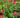 Pinkfarbene Süßklee-Blüten zwischen grünen Blättern