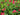 Pinkfarbene Süßklee-Blüten zwischen grünen Blättern